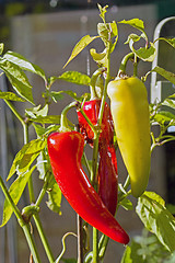 Image showing Sweet Banana Peppers