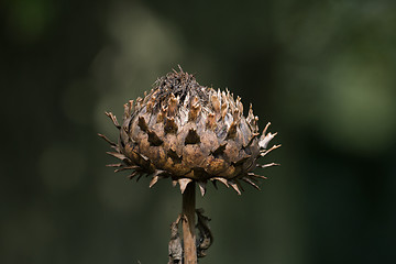 Image showing Globe Artichoke