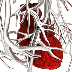 Image showing Human heart and veins. 3D illustration.