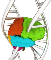 Image showing Brain and dna. 3d illustration