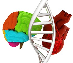 Image showing DNA, brain and heart. 3d illustration