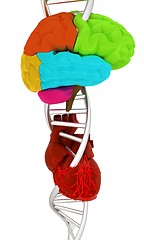 Image showing DNA, brain and heart. 3d illustration