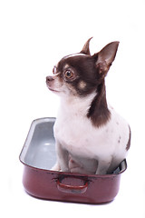 Image showing chihuahua in the pot