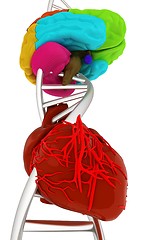 Image showing DNA, brain and heart. 3d illustration