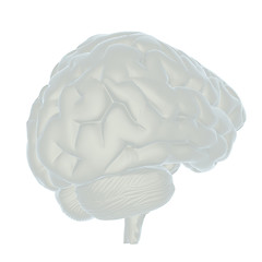 Image showing 3D illustration of human brain