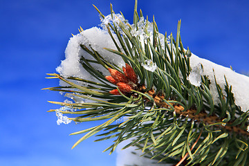 Image showing part of fir tree with snow in January