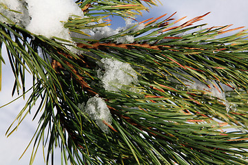 Image showing part of fir green tree with snow