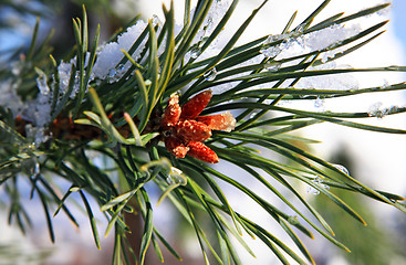 Image showing part of fir tree strewn lightly with snow