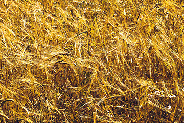 Image showing Golden Wheat Field