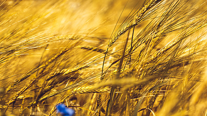 Image showing Golden Wheat Field