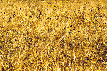 Image showing Golden Wheat Field