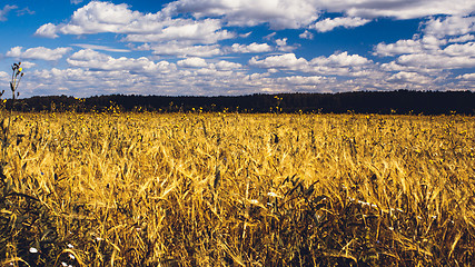 Image showing Golden Wheat Field