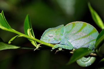 Image showing Parson\'s chameleon (Calumma parsonii)