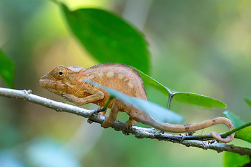 Image showing Parson\'s chameleon (Calumma parsonii)