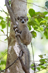 Image showing baby of crowned lemur Ankarana National Park