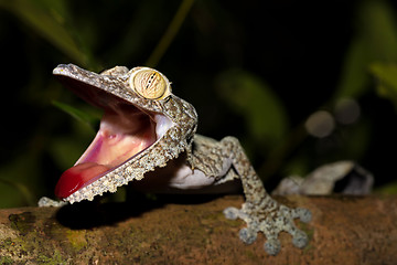 Image showing Giant leaf-tailed gecko, Uroplatus fimbriatus