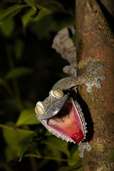 Image showing Giant Leaf-tail Gecko, Uroplatus fimbriatus