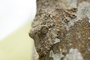 Image showing Perfectly masked mossy leaf-tailed gecko