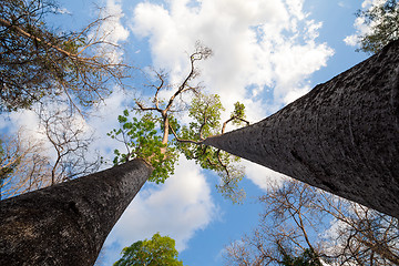 Image showing Baobab trees in Ankarafantsika National Park