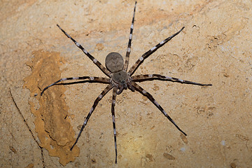 Image showing Zebra spider Viridasius fasciatus