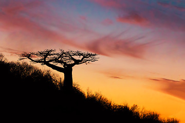 Image showing Baobab tree silhouette after sunset Madagascar