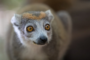 Image showing crowned lemur Ankarana National Park