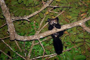 Image showing Aye-aye (Daubentonia madagascariensis) lemur