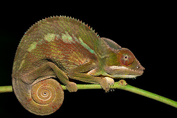 Image showing panther chameleon (Furcifer pardalis)