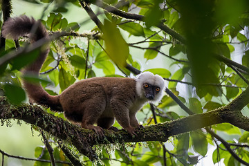 Image showing white-headed lemur (Eulemur albifrons) on tree