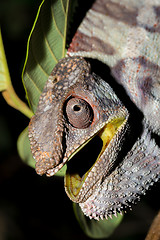 Image showing angry panther chameleon (Furcifer pardalis)