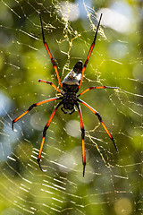 Image showing Golden silk orb-weaver on net