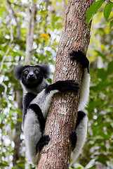 Image showing Black and white Lemur Indri on tree