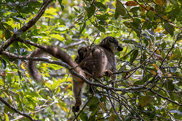 Image showing Common brown lemur with baby on back