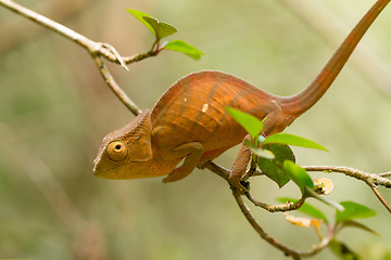 Image showing Parson\'s chameleon (Calumma parsonii)