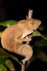 Image showing Parson\'s chameleon (Calumma parsonii)