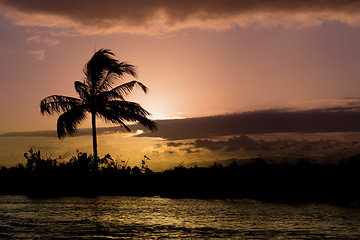 Image showing Coconut-tree palm silhouette and sunset over the river