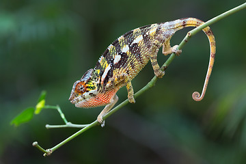 Image showing panther chameleon (Furcifer pardalis)