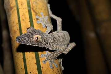 Image showing Giant leaf-tailed gecko, Uroplatus fimbriatus