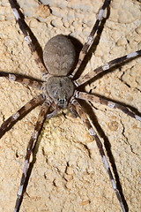 Image showing Zebra spider Viridasius fasciatus