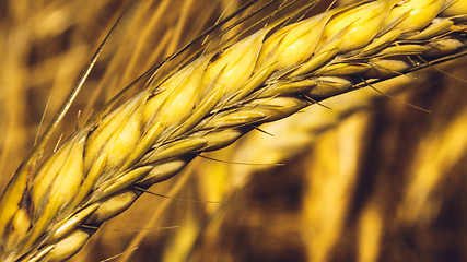 Image showing Golden Wheat Field