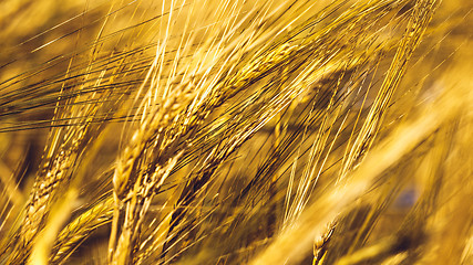 Image showing Golden Wheat Field