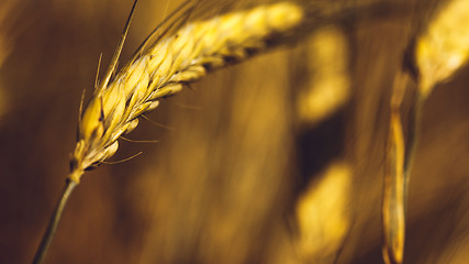 Image showing Golden Wheat Field