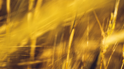 Image showing Golden Wheat Field