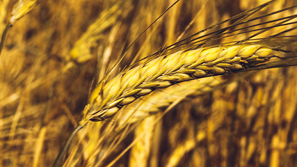 Image showing Golden Wheat Field