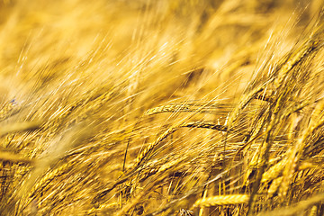 Image showing Golden Wheat Field