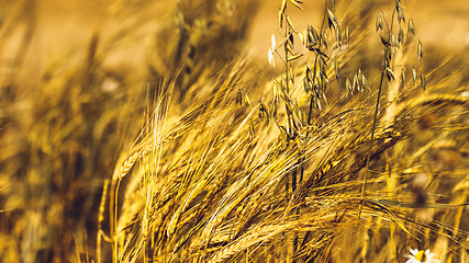 Image showing Golden Wheat Field