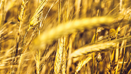 Image showing Golden Wheat Field