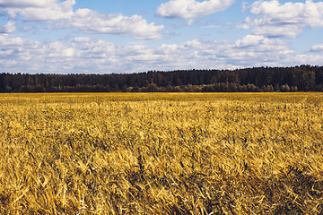 Image showing Golden Wheat Field