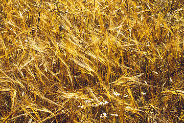 Image showing Golden Wheat Field