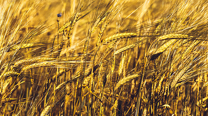 Image showing Golden Wheat Field